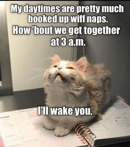 cat napps 3 am.jpg